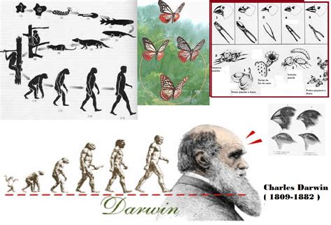 de acordo com a teoria proposta por darwin humanos e outros organismos vivos como